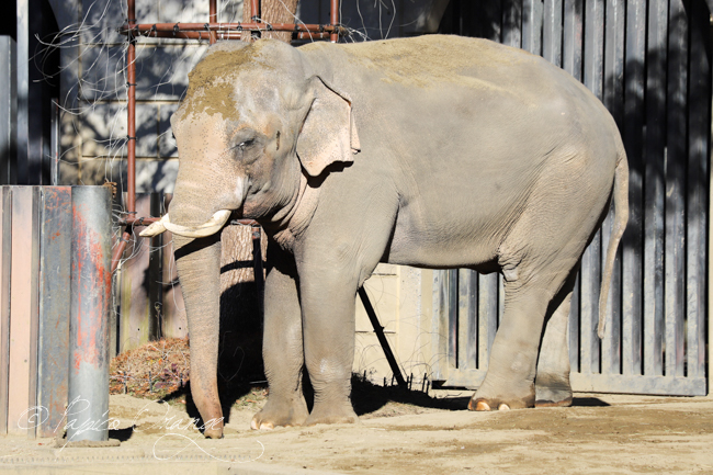 よこはま動物園ズーラシア　２０１９年１月２日_e0398403_20531613.jpg