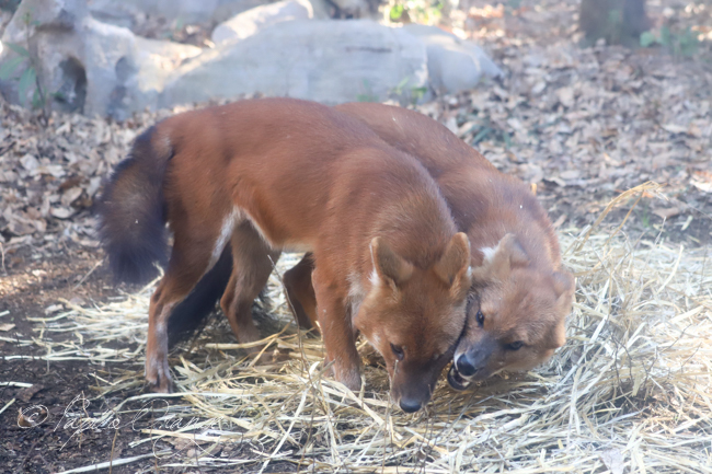 よこはま動物園ズーラシア　２０１９年１月２日_e0398403_20584587.jpg