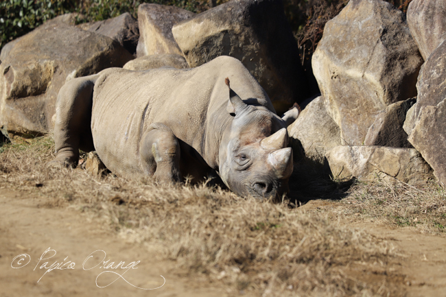 よこはま動物園ズーラシア　２０１９年１月２日_e0398403_21034829.jpg