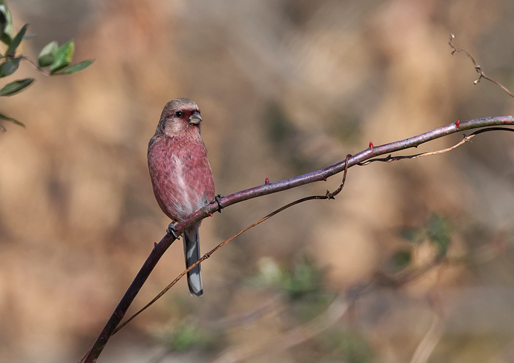 2019年　鳥撮り開始_f0231403_18065808.jpg