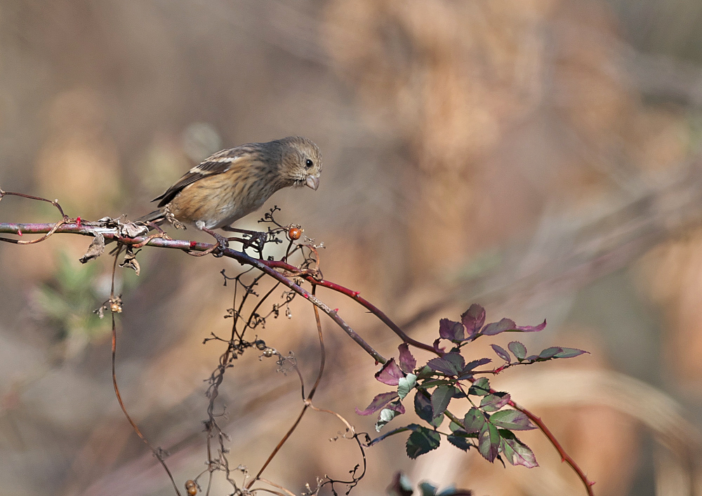 2019年　鳥撮り開始_f0231403_18070131.jpg