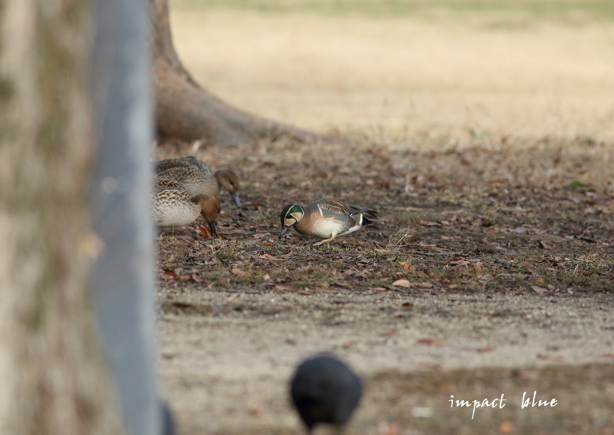 また睡蓮の公園に行って来た(^^)/ ~続~_a0355908_20503246.jpg