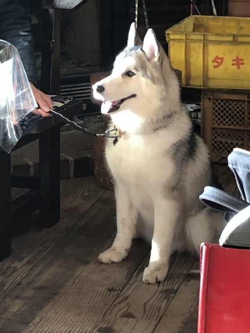 b0369239_17055930.jpeg