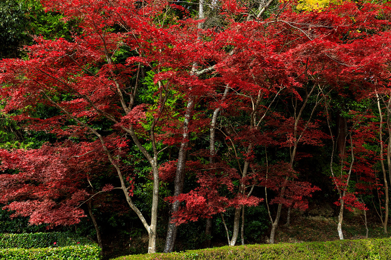 滋賀の紅葉2018 大池寺の額縁紅葉 : 花景色－K.W.C. PhotoBlog