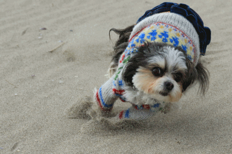c0145250_15154943.gif