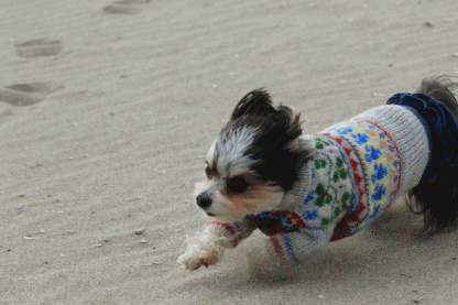 c0145250_15160171.gif
