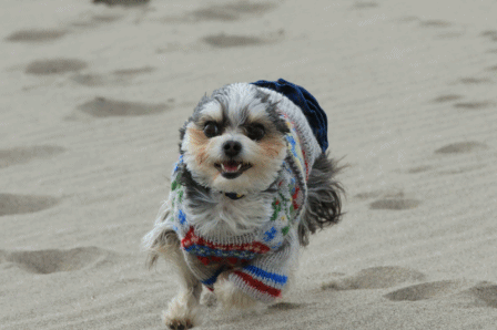 c0145250_15162659.gif
