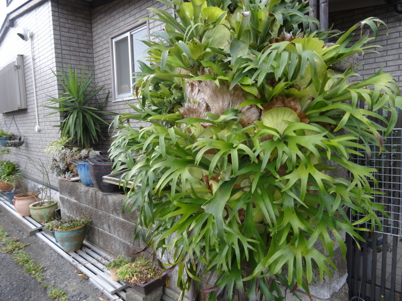 c0108460_17521781.jpg