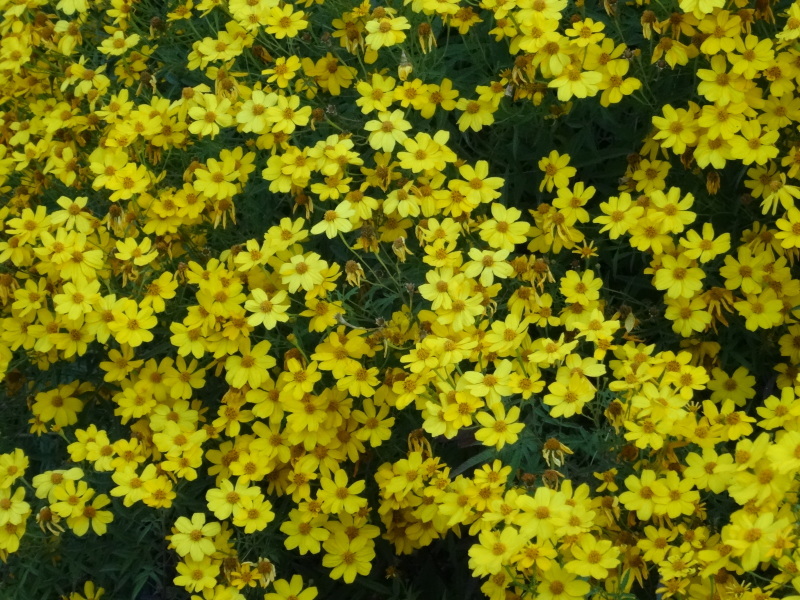 c0108460_17545472.jpg