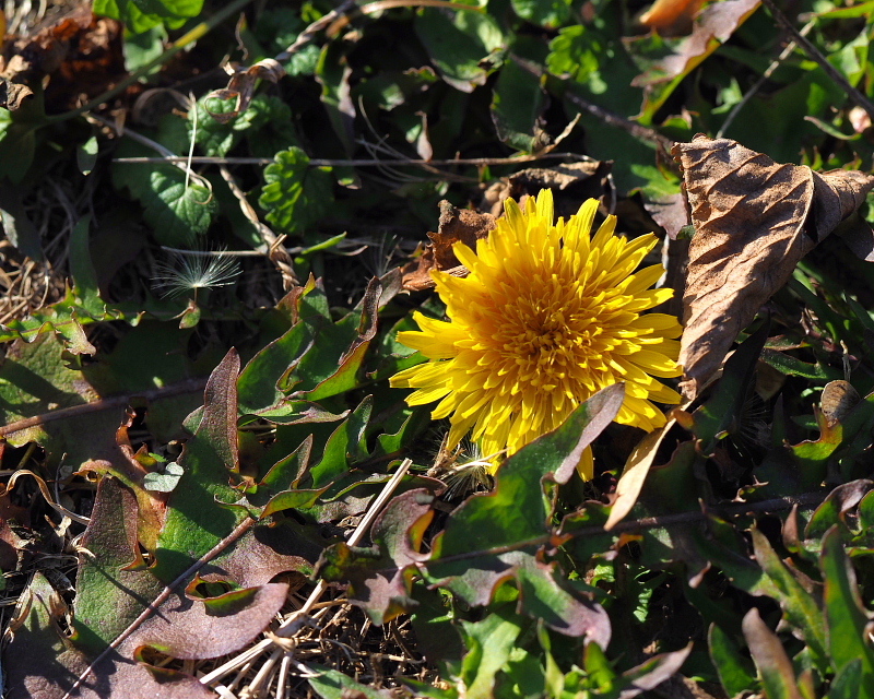 c0305565_17381153.jpg