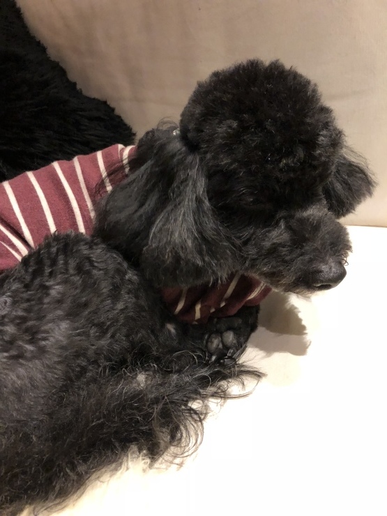 2019年1月５日   ハードであった_b0098584_21113989.jpeg
