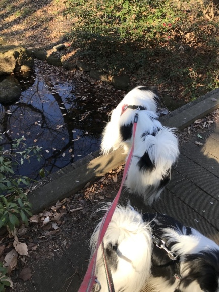 3月の気温だったらしいですよ。_a0155999_21512931.jpeg