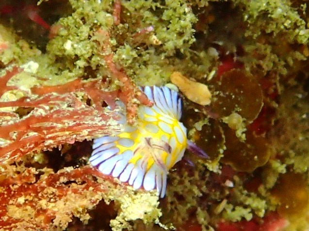 e0115199_17391105.jpg