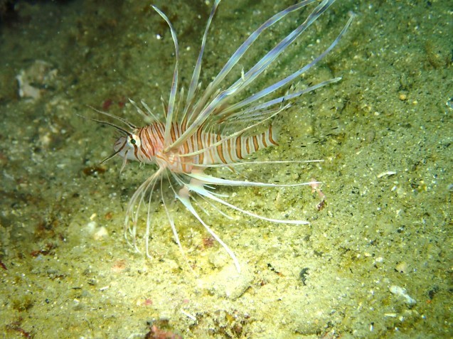 e0115199_17402537.jpg
