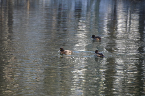 c0124100_15475506.jpg