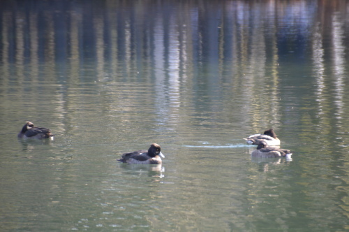 c0124100_15475961.jpg