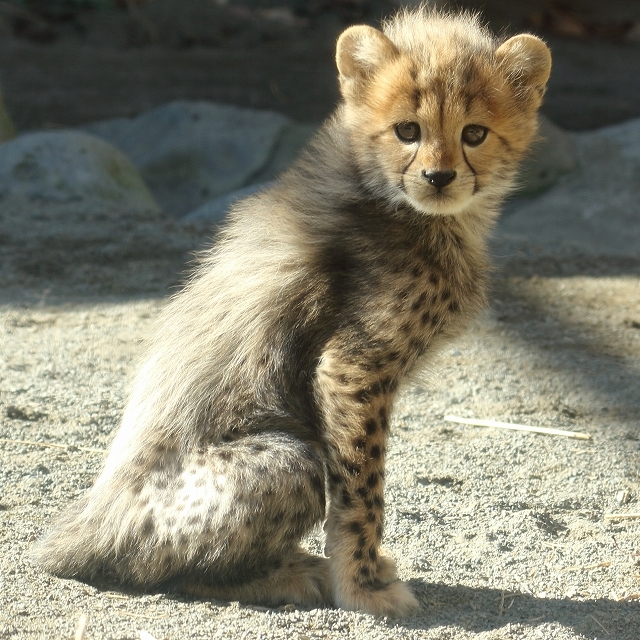 ネコ好きにはたまりません 僕たちチーターの五つ子です 多摩動物園 前半 旅プラスの日記 ネコ好きにはたまりません 僕たちチーターの五つ子です 多摩動物園 前半 旅プラスの日記