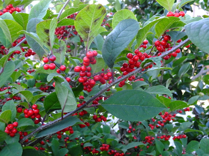 a0160407_11412688.jpg