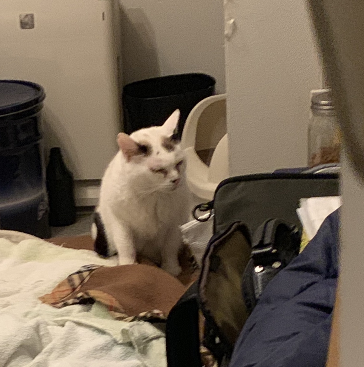 c0342535_22593130.jpeg