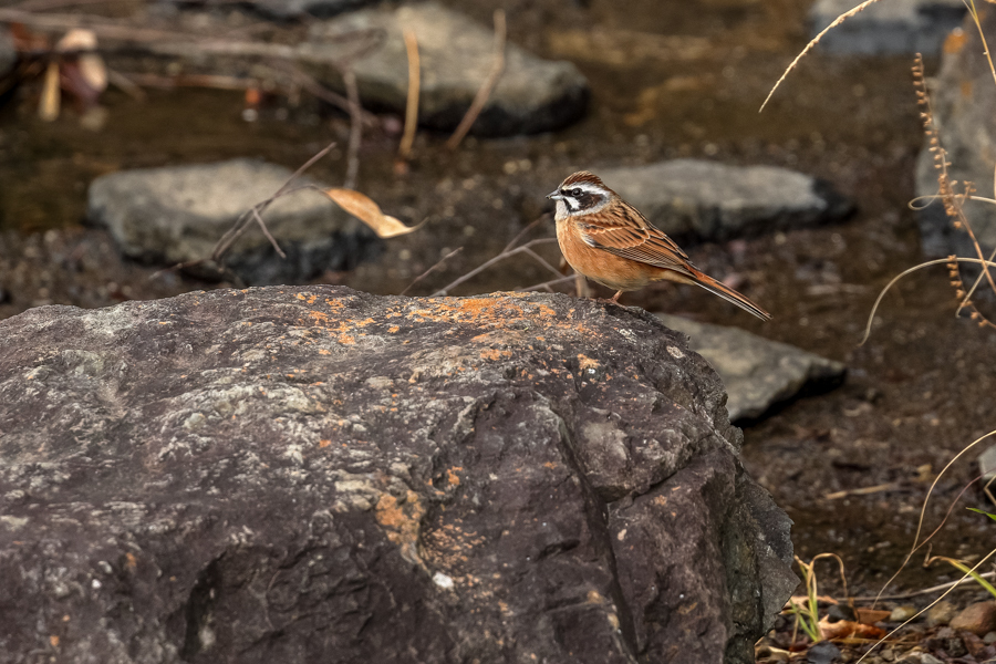 運動公園の野鳥_d0377637_19372083.jpg