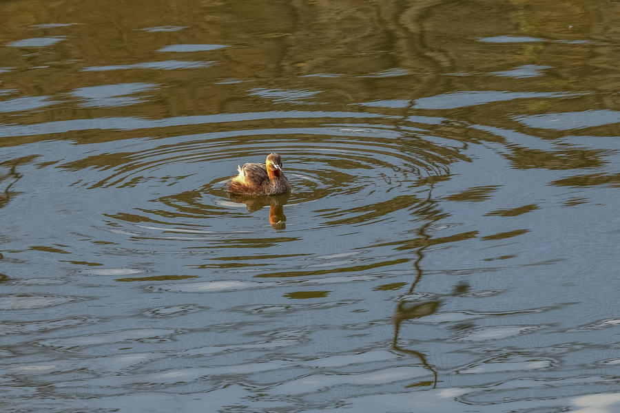 運動公園の野鳥_d0377637_19372297.jpg