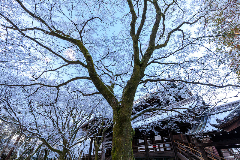 雪の京都　雪の華が彩る真如堂の朝_f0155048_1682797.jpg