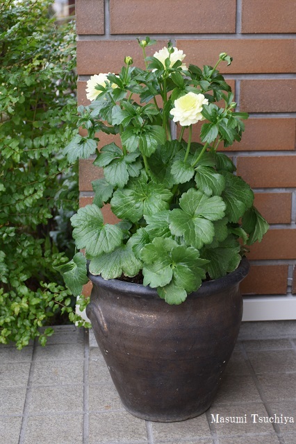 ラナンキュラス ラックス この植物をお買い2 ラナンキュラス ラックス この植物をお買い2