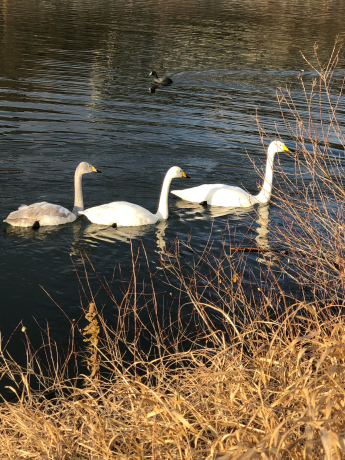 白鳥さん_e0355177_10141145.jpg