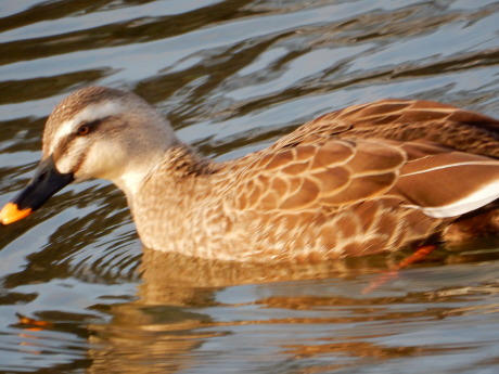 白鳥さん_e0355177_19183865.jpg