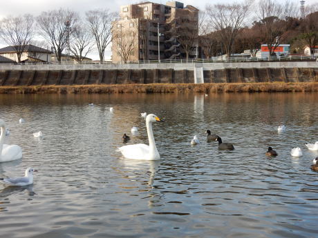 白鳥さん_e0355177_19281279.jpg