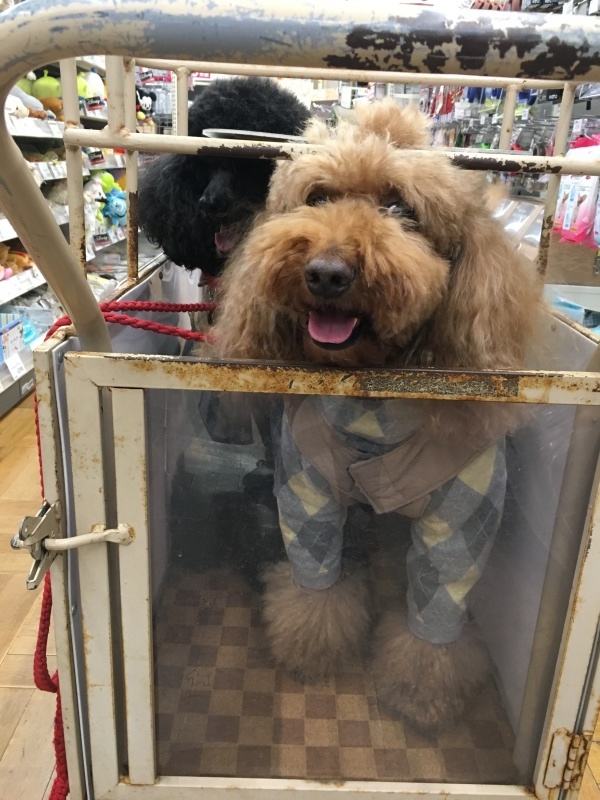 c0283778_17381057.jpeg