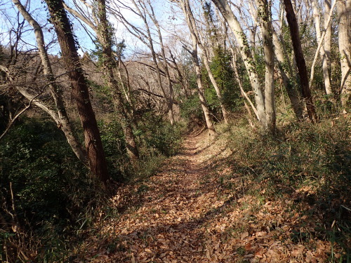 植物園と里山の野鳥_f0348480_13023142.jpg