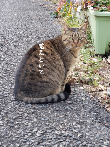 a0216583_22103151.png