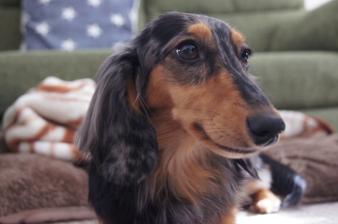 開けちゃいました19 ちくわ 犬でございます