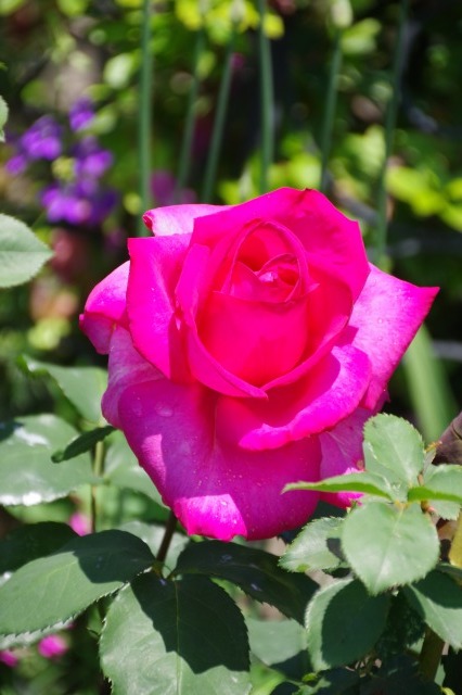 薔薇の名前 季節の風を追いかけて
