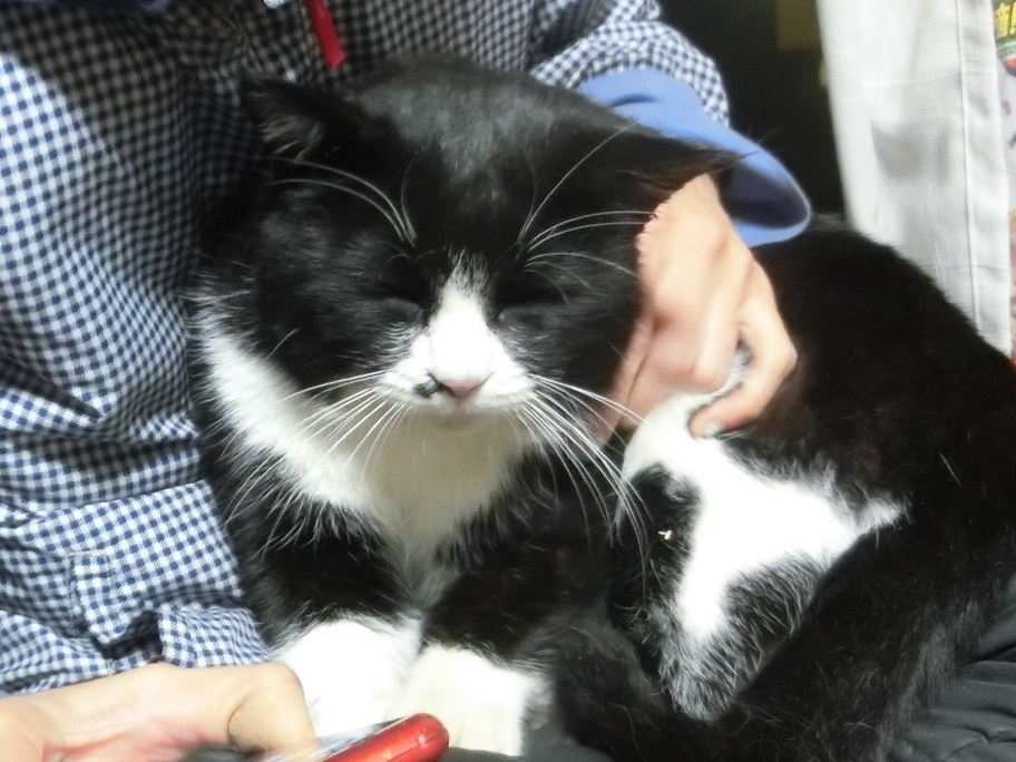 笑いねこ おしゃべりねこ 笑いねこ おしゃべりねこ