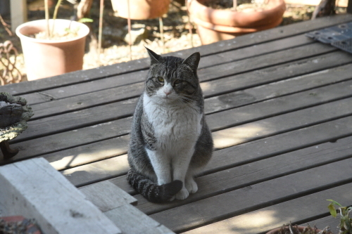 強面ビビリ王子の家猫修業記 その３ ころんころん りきの毎日