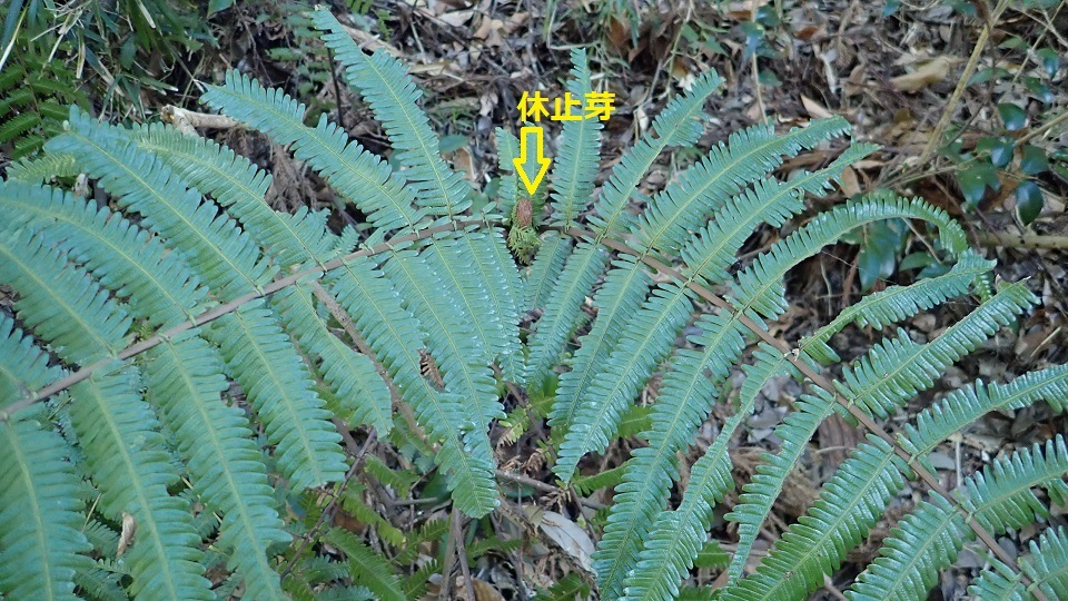 ウラジロ 裏白 : 里山の四季