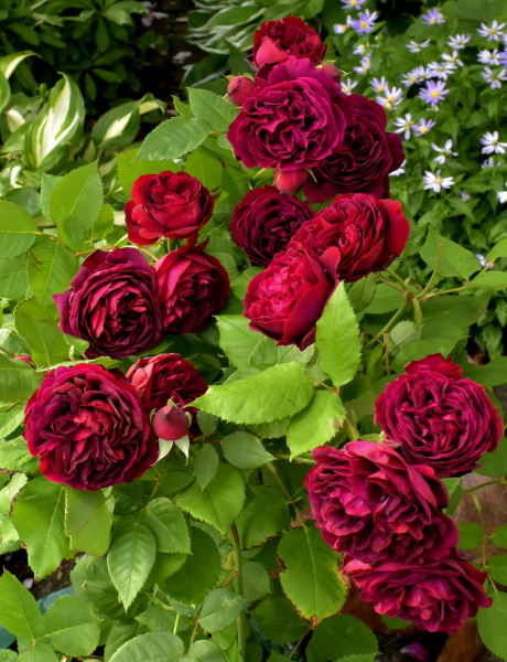 黒薔薇 カヲリノニワ 黒薔薇 カヲリノニワ