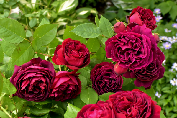 黒薔薇 カヲリノニワ 黒薔薇 カヲリノニワ