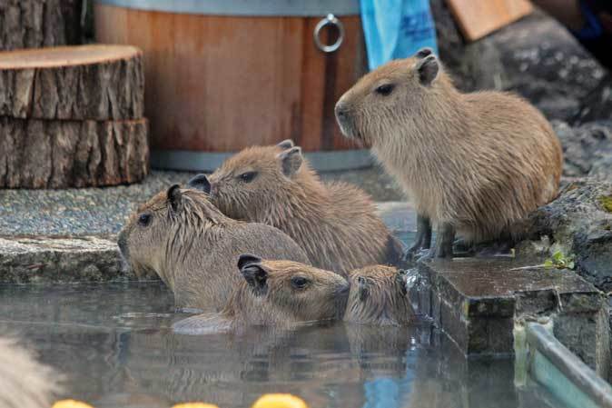 泳ぐ 食べる カピバラ温泉と五つ子赤ちゃん 埼玉県こども動物自然公園 続々 動物園ありマス