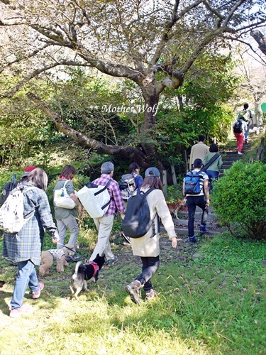 第25回マザーウルフ遠足 鎌倉源氏山レポート_e0191026_17214948.jpg