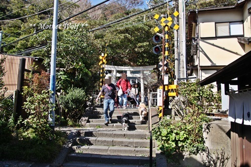 第25回マザーウルフ遠足 鎌倉源氏山レポート_e0191026_23140195.jpg