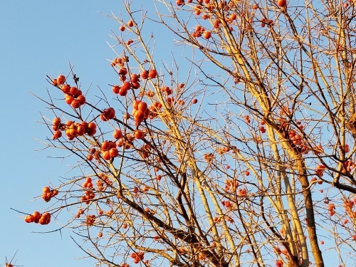 e0016828_10563669.jpg