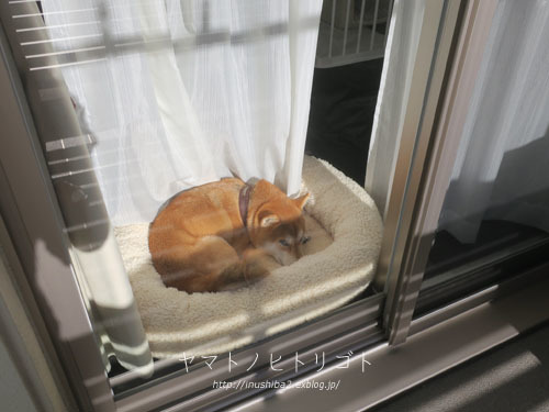 サンルーム Yamatoのひとりごと