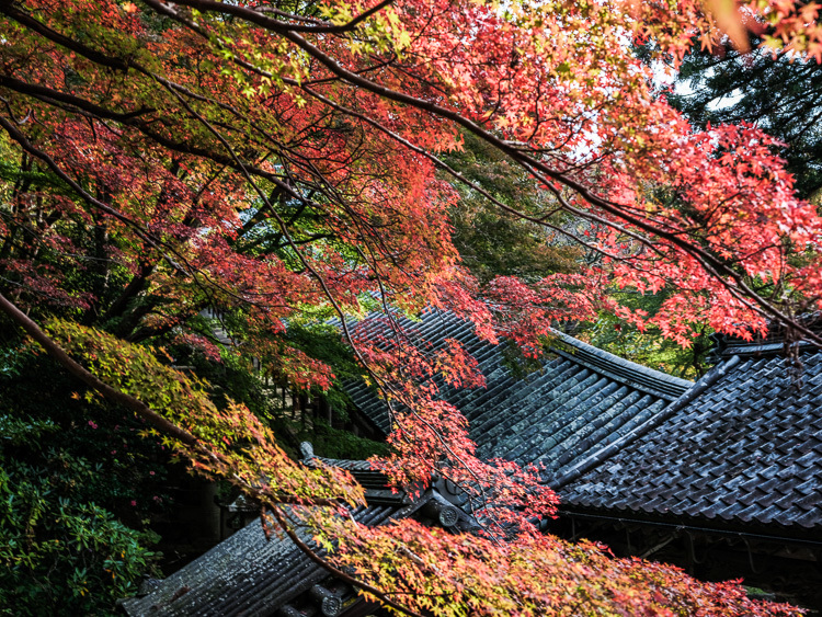 長谷寺紅葉_f0129532_19300923.jpg