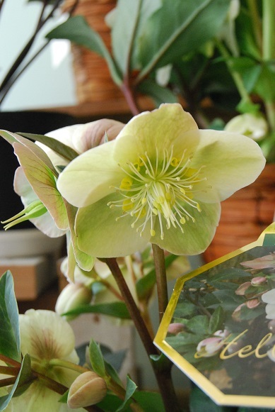 2019年初 花鉢入荷情報_a0201358_15540335.jpg