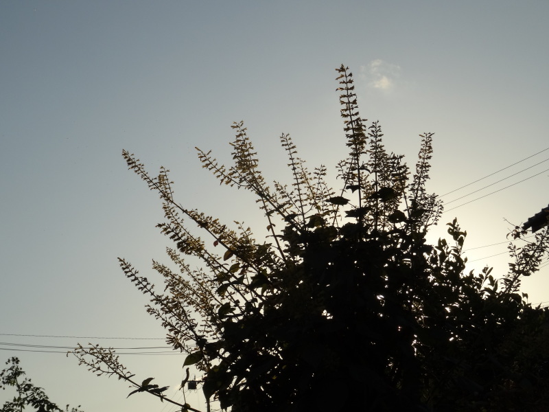 c0108460_16543689.jpg