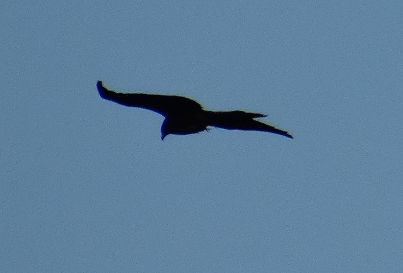 c0108460_16551257.jpg
