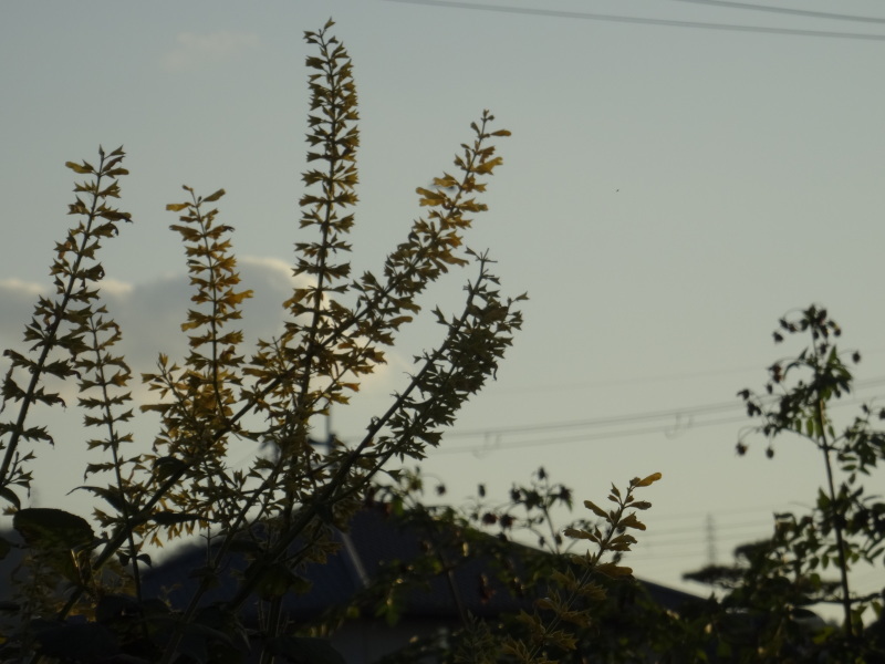 c0108460_16551262.jpg